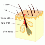 תרופות סבתא לאקנה – תרופות ביתיות לאקנה