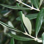תרופות סבתא לאיזון לחץ דם